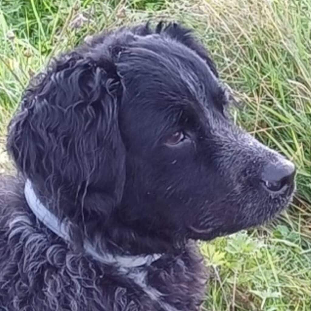 Hond van Thea Plantinga.