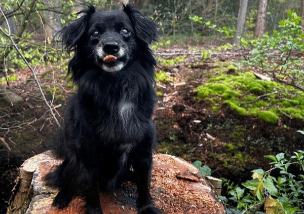 Hond in het bos.